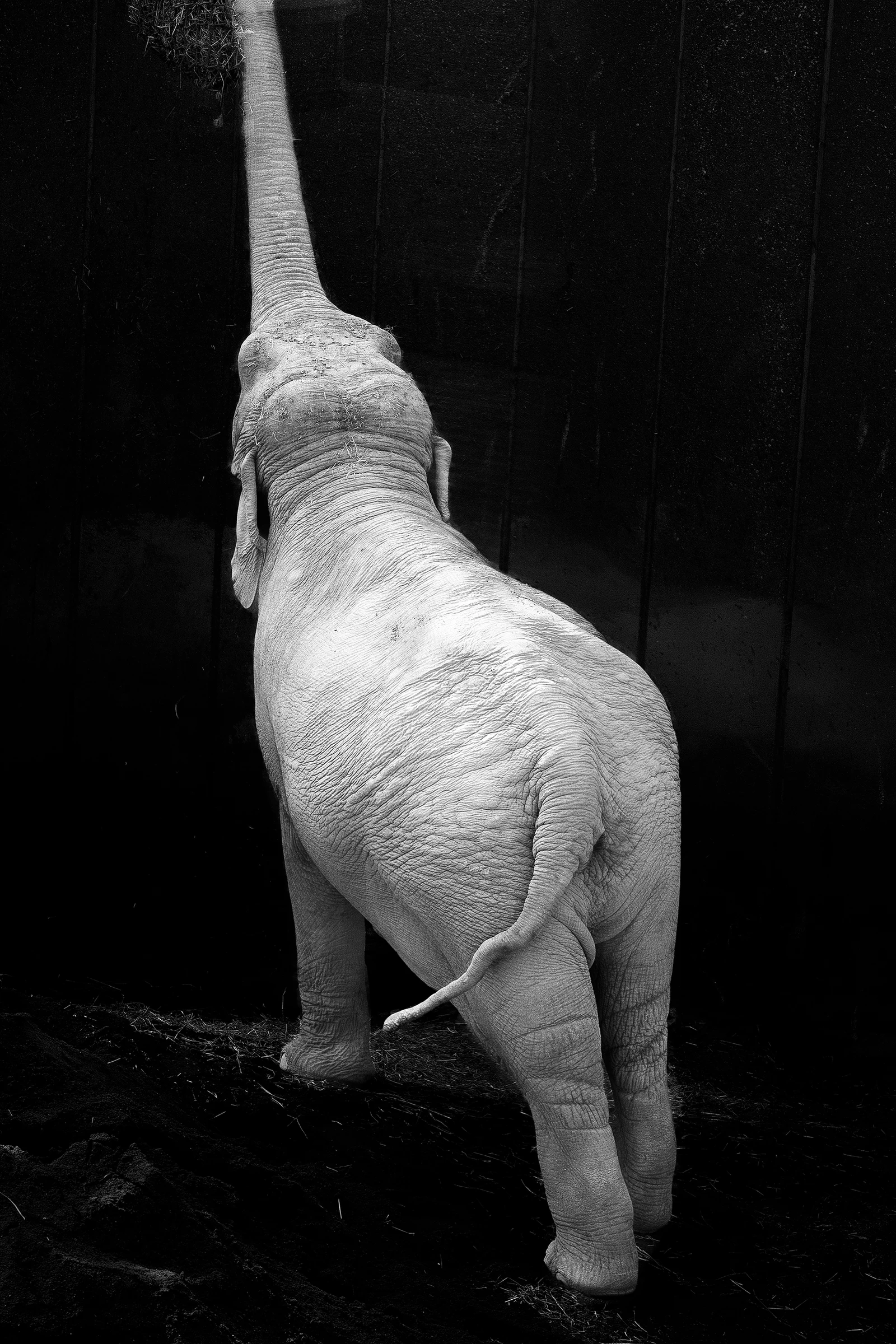 Elefant, der strækker snablen i vejret, fra All the things you are