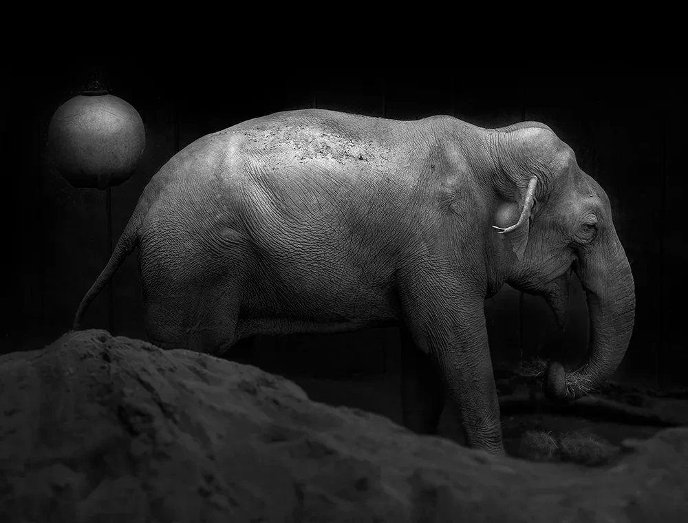 Asiatisk elefant, All the things you are