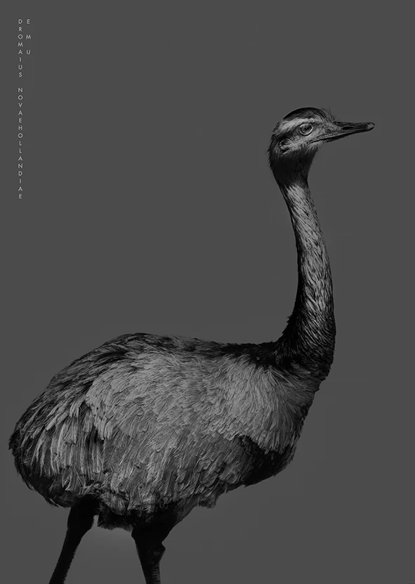 Emu, der står mod en grå baggrund, fra All the things you are