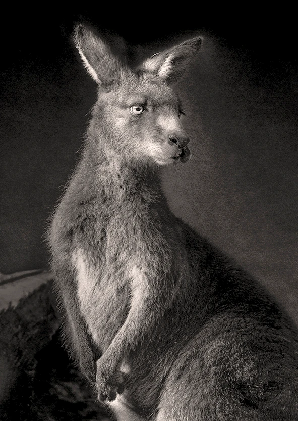 Rødhalset wallaby, der sidder oprejst mod en mørk baggrund, fra All the things you are