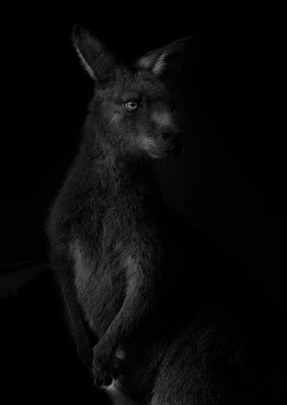 Rødhalset wallaby, der træder frem af dyb skygge, fra All the things you are